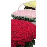 501 свежая роза в огромной корзине 